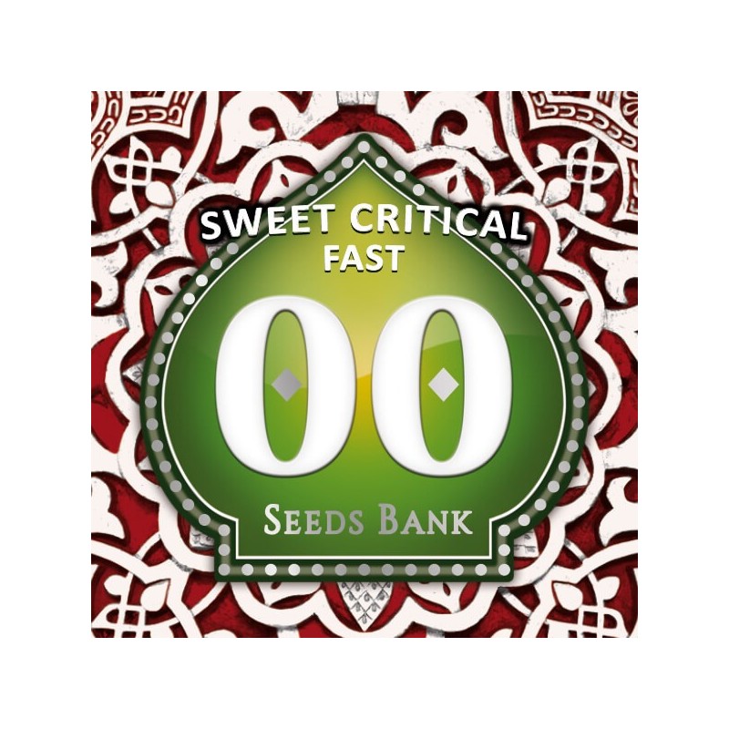 Sweet Critical Fast - Feminizadas - 00 Seeds