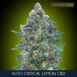 Auto Critical Lemon CBD - Autoflorecientes - Advanced Seeds