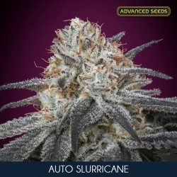 Auto Slurricane - Autoflorecientes - Advanced Seeds