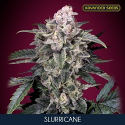 Slurricane - Feminizadas - Advanced Seeds