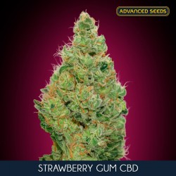 Strawberry Gum CBD - Feminizadas - Advanced Seeds