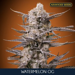 Watermelon OG - Feminizadas - Advanced Seeds