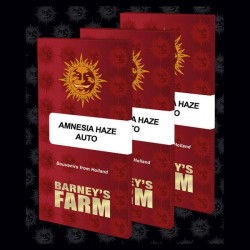 Auto Amnesia Haze - Autoflorecientes - Barneys Farm
