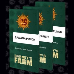 Banana Punch - Feminizadas - Barneys Farm
