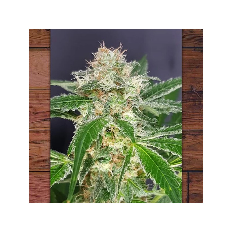 Country Girl - Feminizadas - The Outlaw Seeds