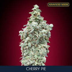 Cherry Pie - Feminizadas - Advanced Seeds
