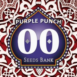 Purple Punch - Feminizadas - 00 Seeds