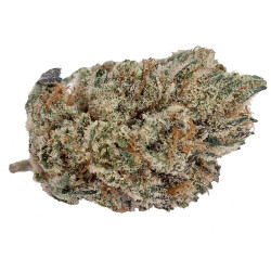 Critical x Mimosa CBD hidropónico indoor