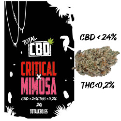 Critical x Mimosa CBD hidropónico indoor