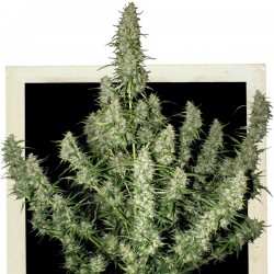 Auto Magnum 3 uds - Buddha Seeds - Autoflorecientes