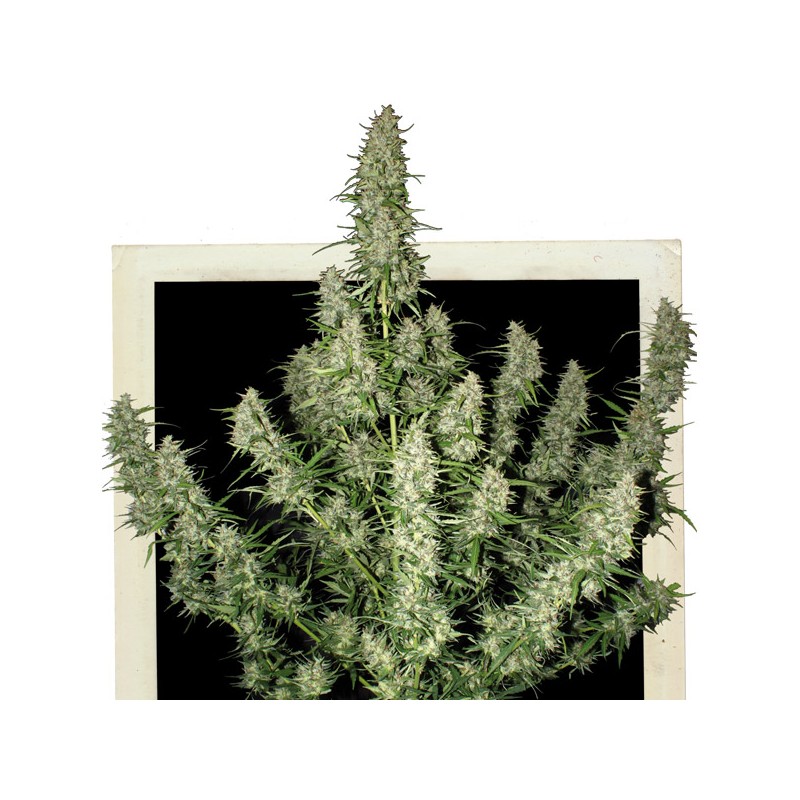 Auto Magnum 3 uds - Buddha Seeds - Autoflorecientes