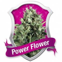 Power Flower
