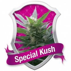 Special Kush nº1