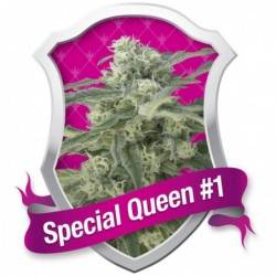 Special Queen nº1